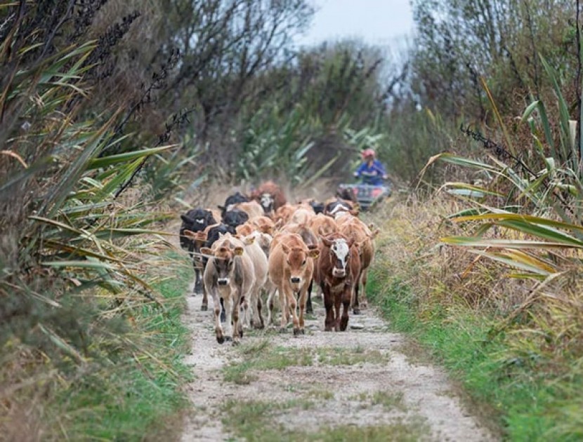 farm job tile dairy nz westland milk products careers min