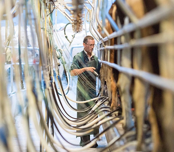 westand milk products nz dairy supply chain milk collection on farm