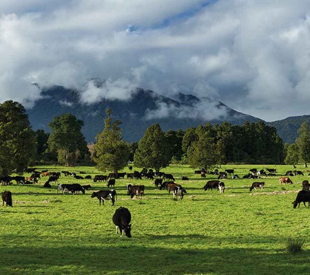 payout prediction Westland Milk Products Dairy NZ Whey Protein Powder